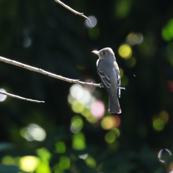 Eastern Woodpeewee